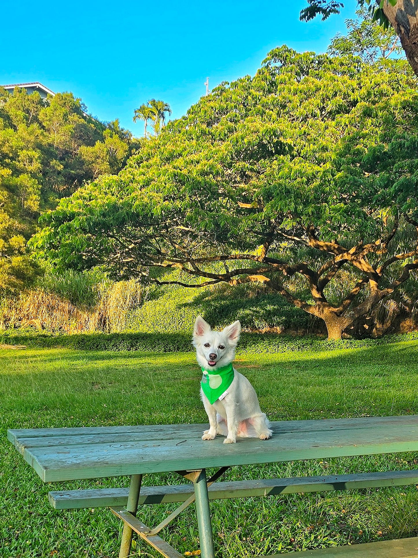 Tiko Bandana