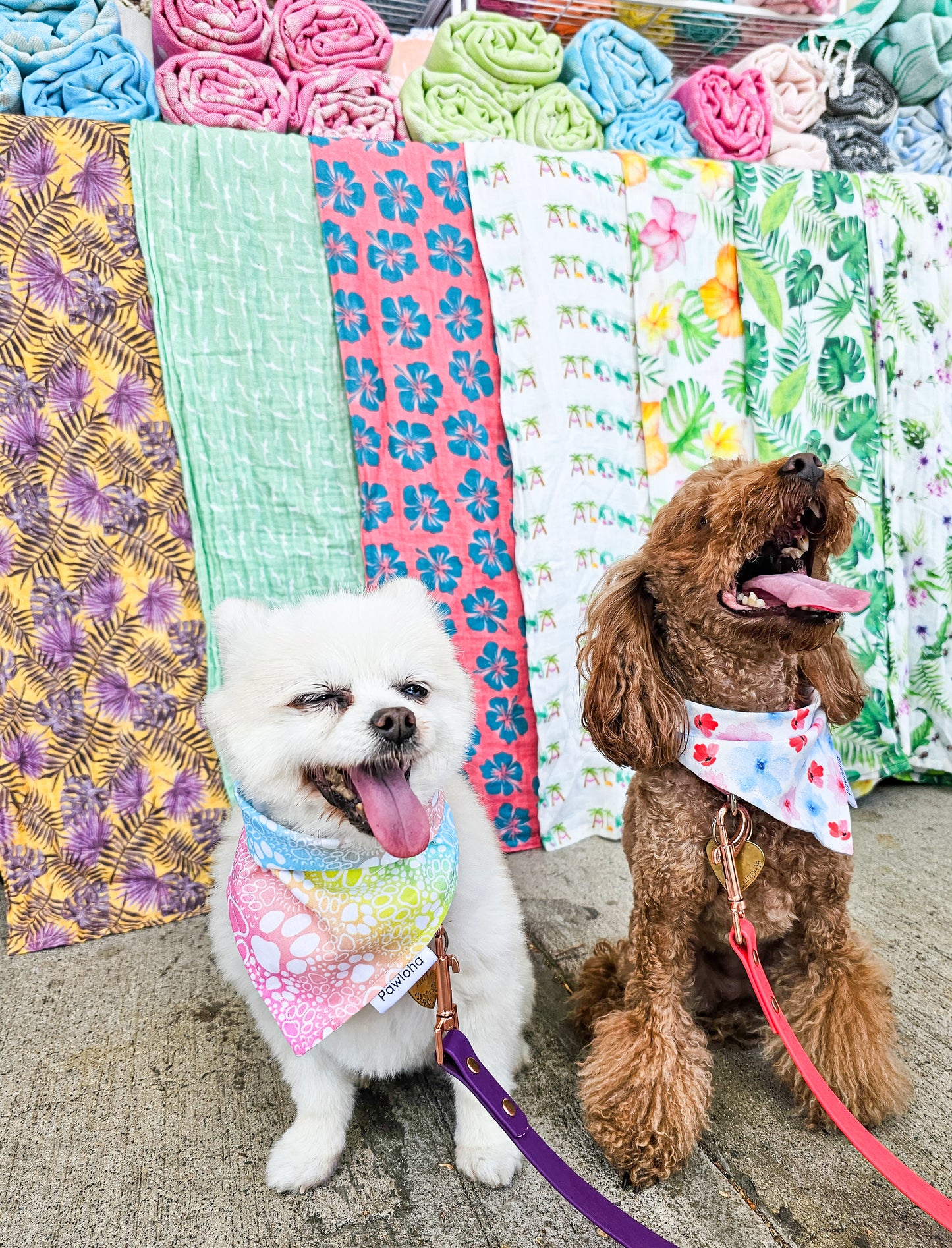 Rainbow Paws Bandana