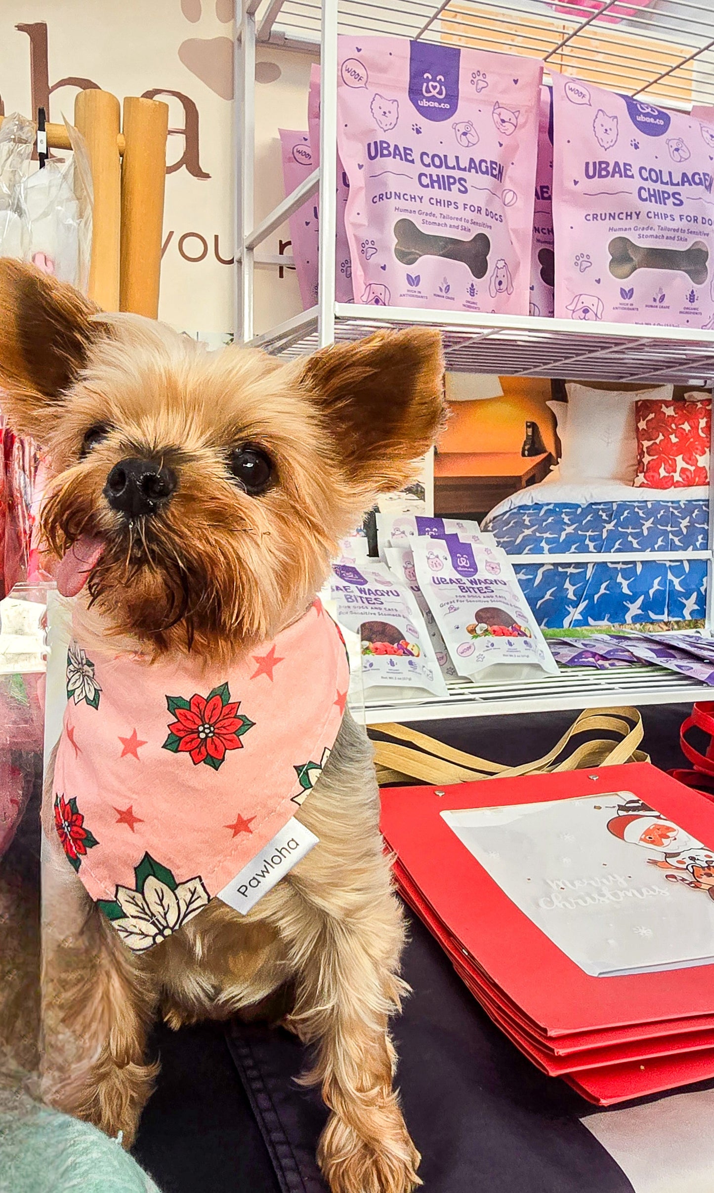 Pawliday Poinsettia Bandana