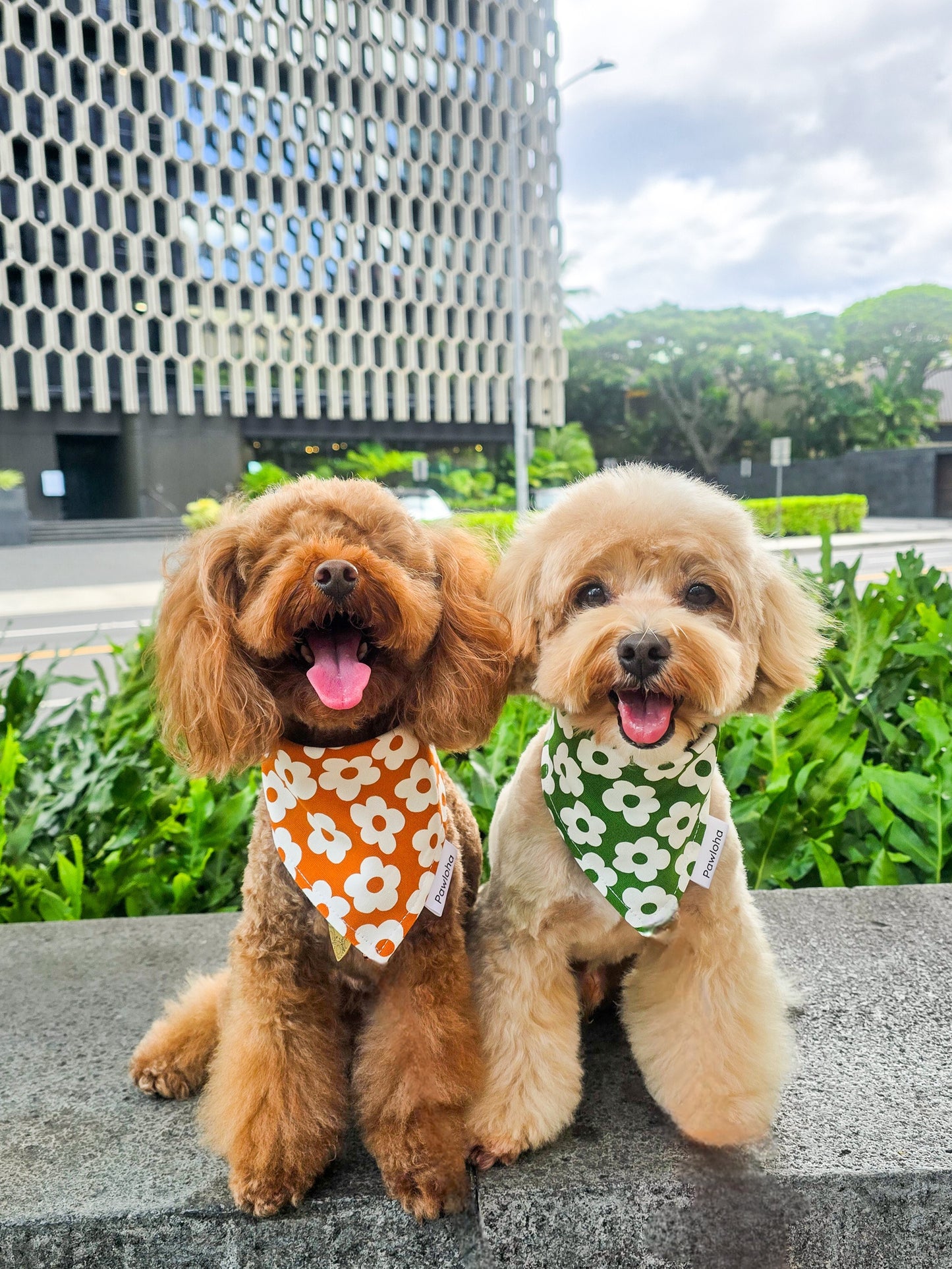 Fall Collection "Olive & Daisy" Bandanas