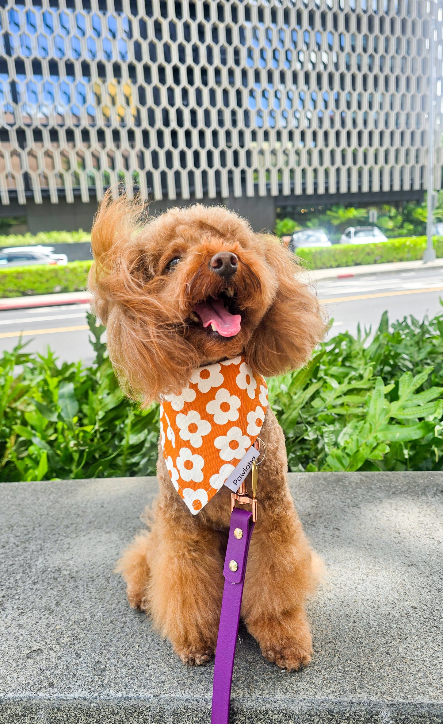 Fall Collection "Olive & Daisy" Bandanas