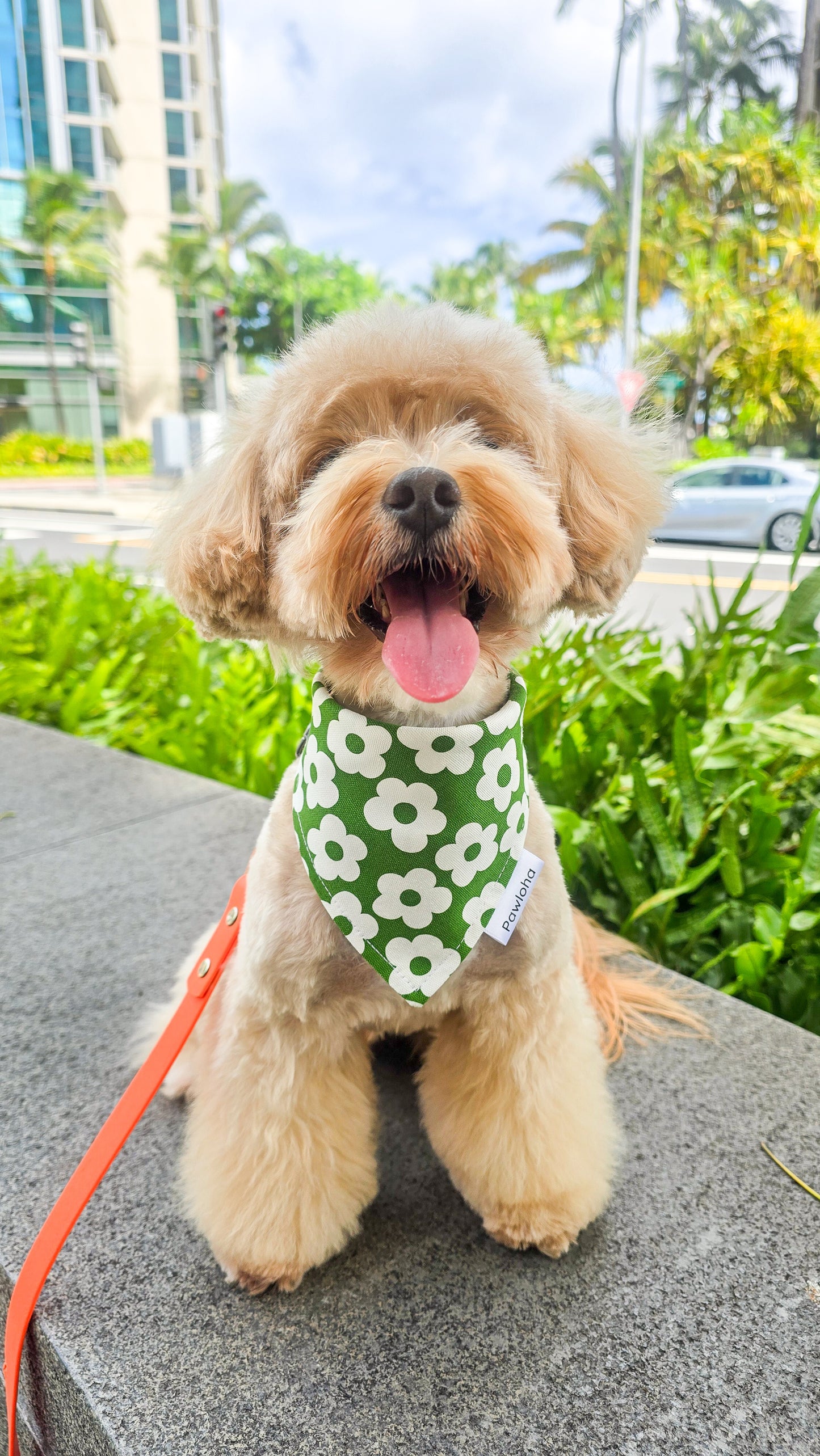 Fall Collection "Olive & Daisy" Bandanas