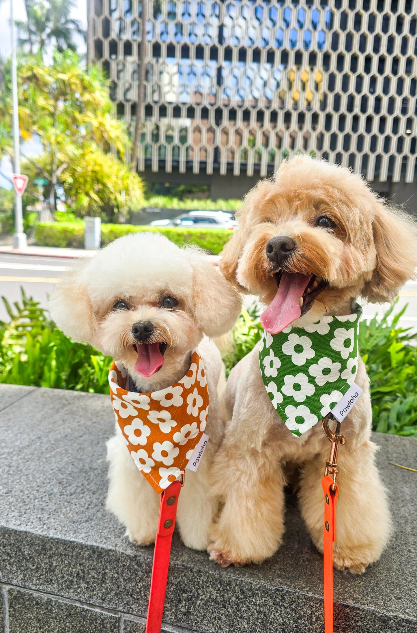 Fall Collection "Olive & Daisy" Bandanas