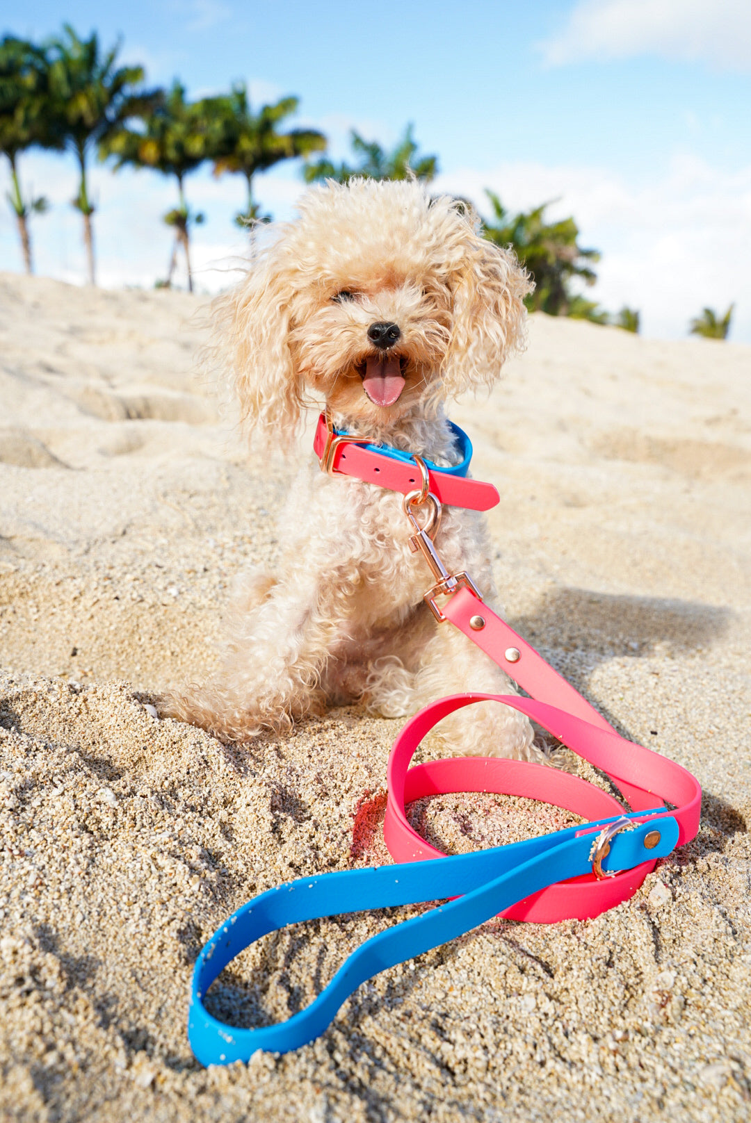 Pink + Blue Collar/Leash