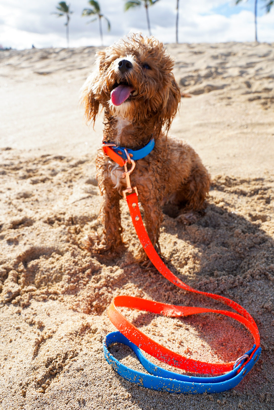 Orange + Blue Collar/Leash