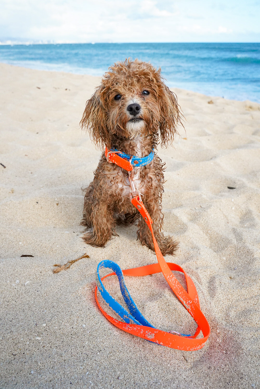 Orange + Blue Collar/Leash