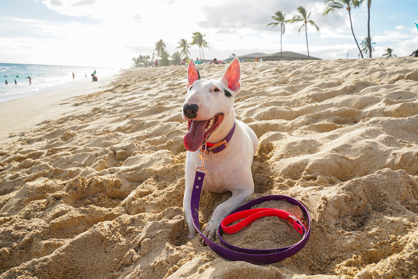 Purple + Pink Collar/Leash