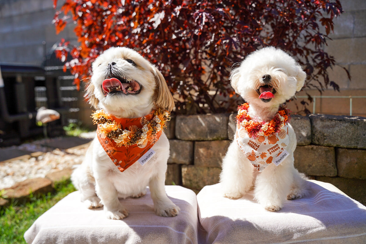 Fall Collection (Little Gobbler)