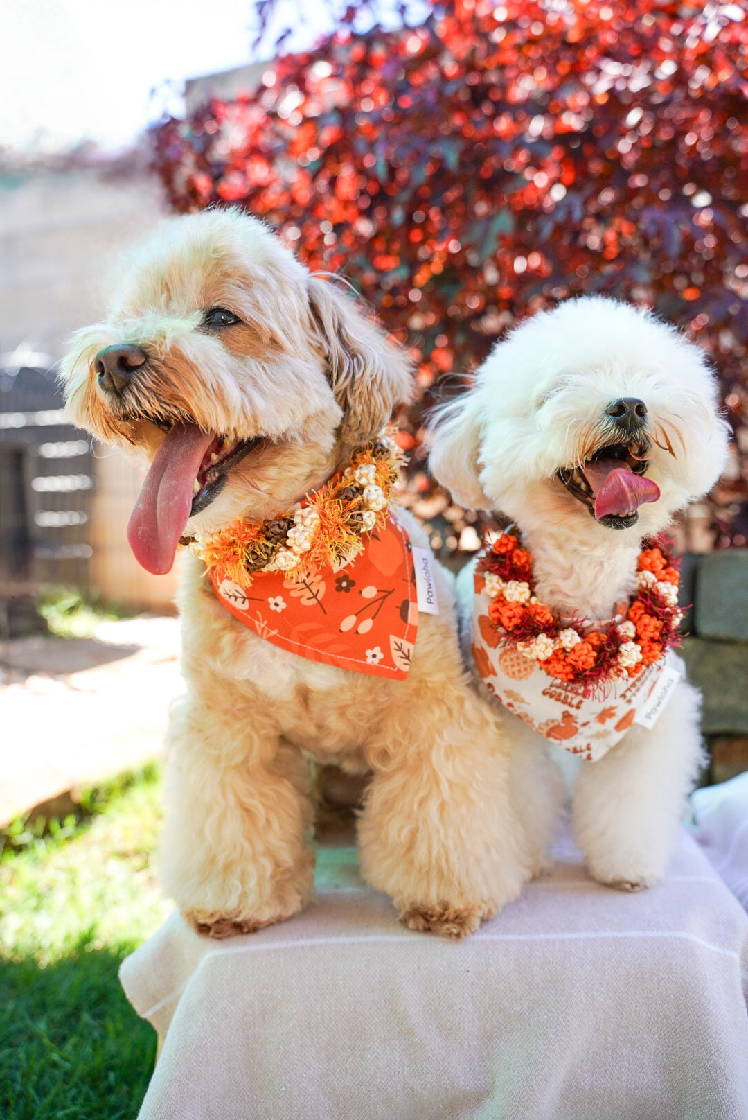 Fall Collection (Furtastic Fall)