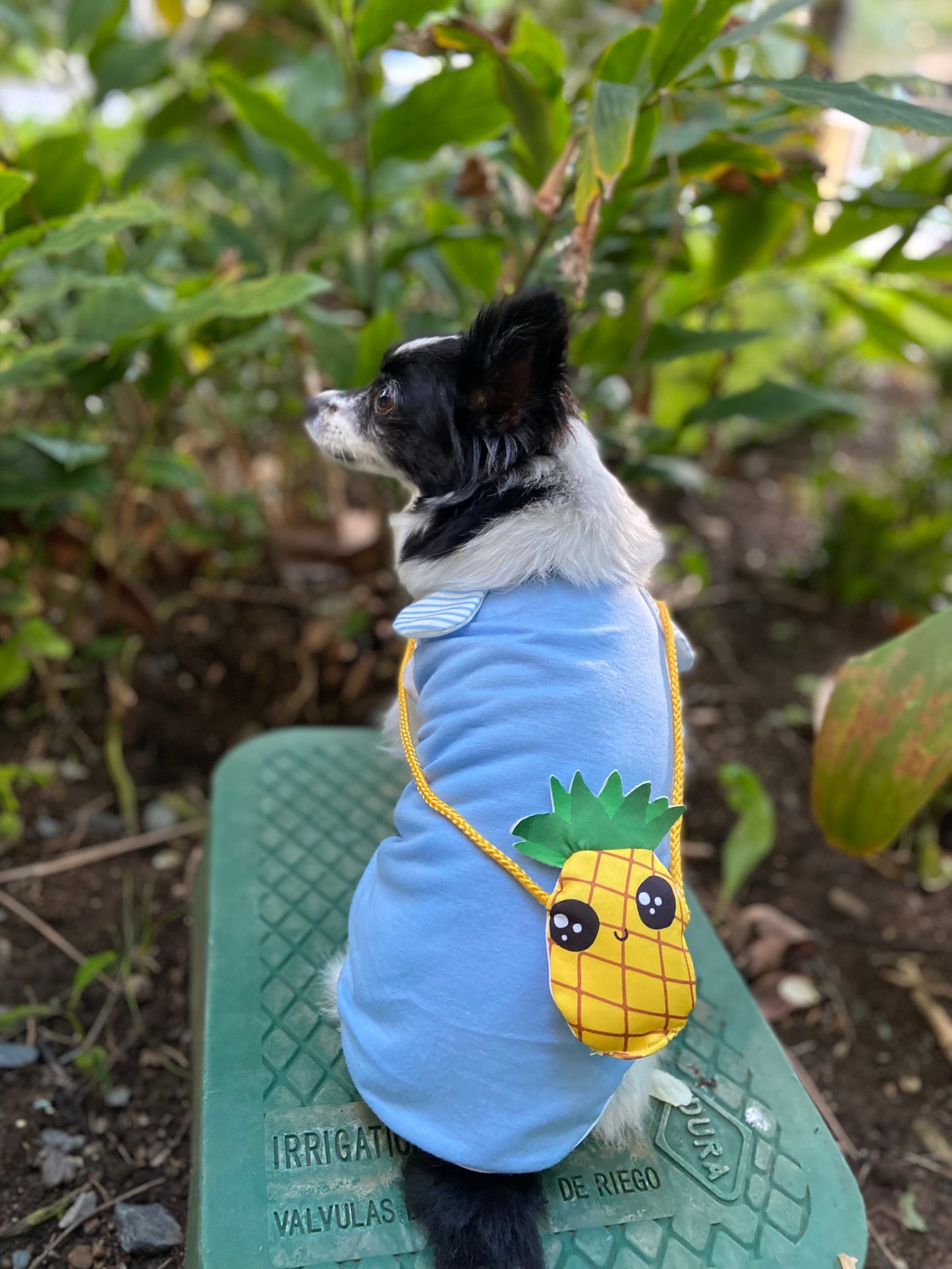 My Pineapple