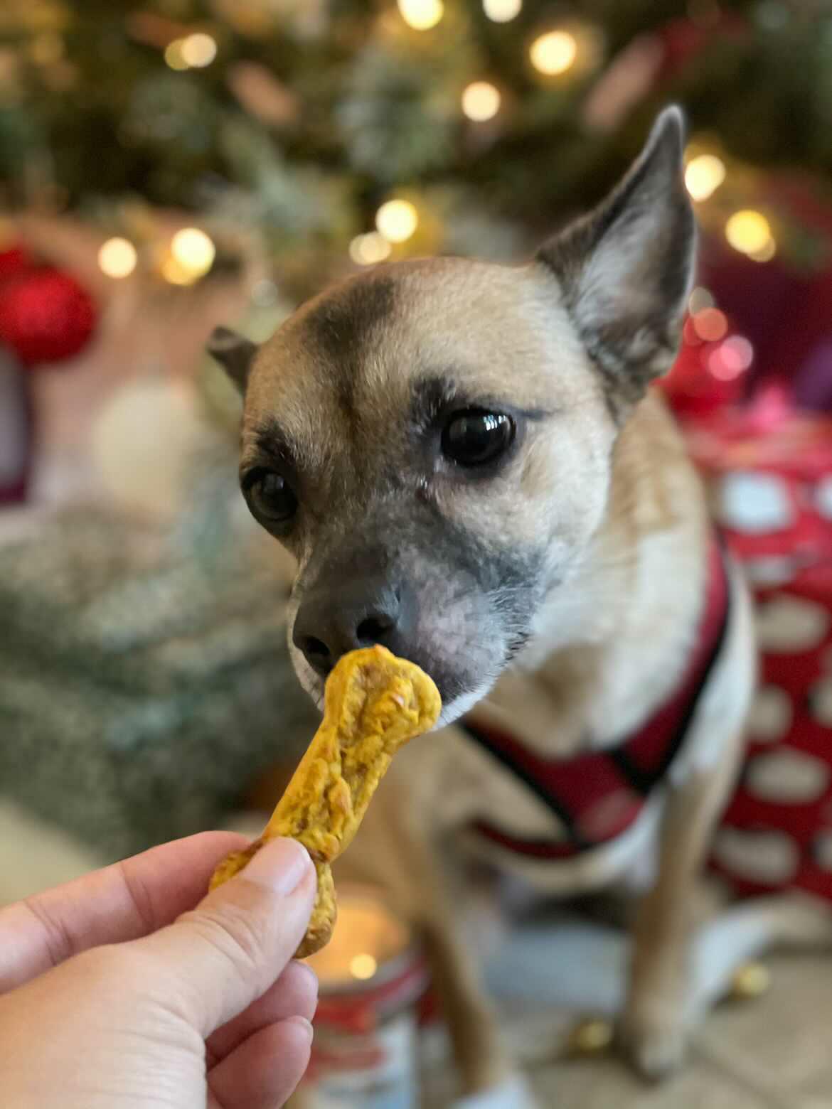 Waffle Treats (Min.3)