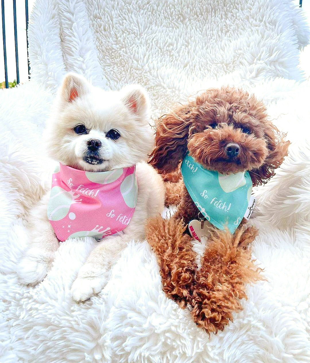 So Fetch! (Blue) Bandana