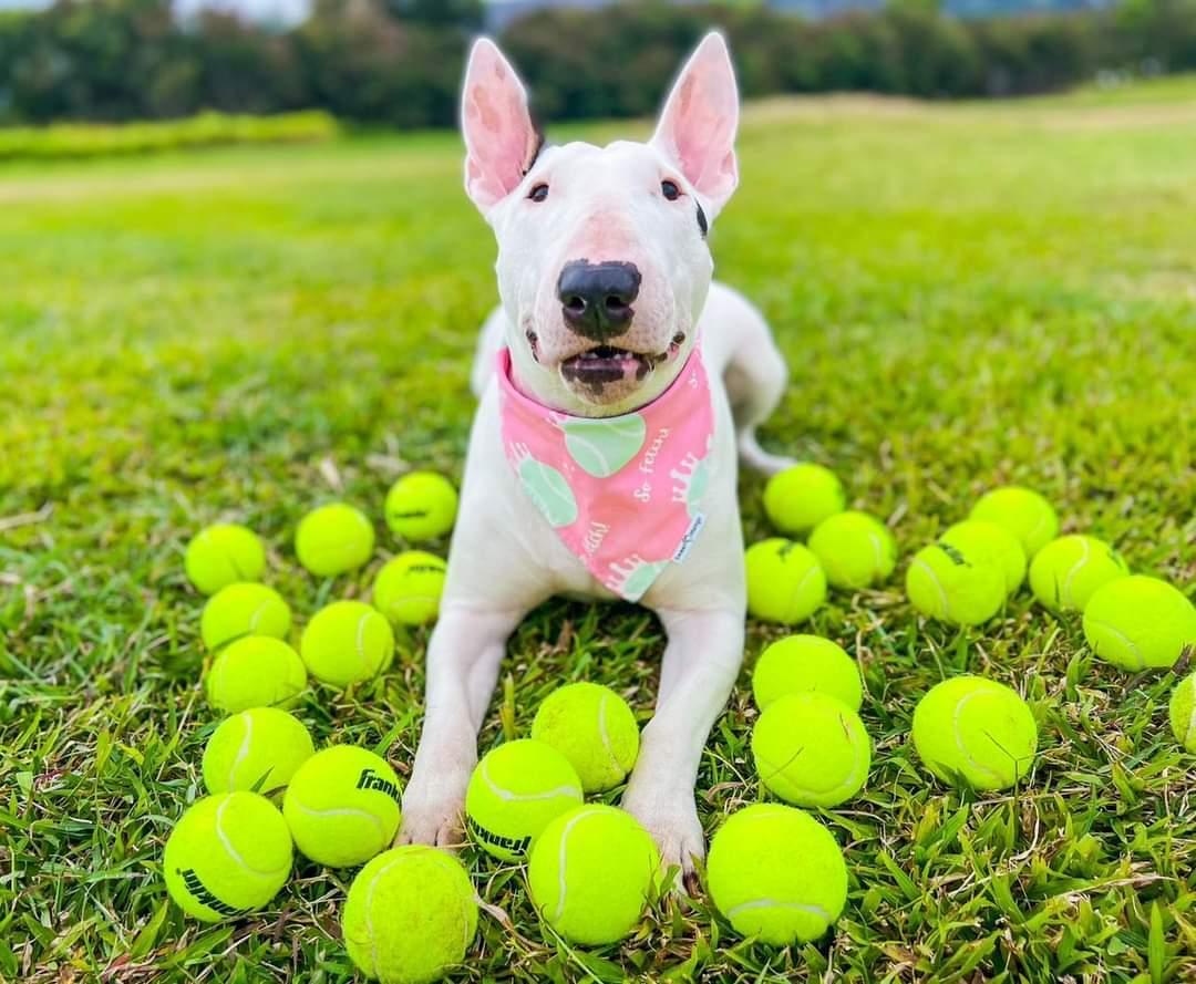 So Fetch! (Pink) Bandana