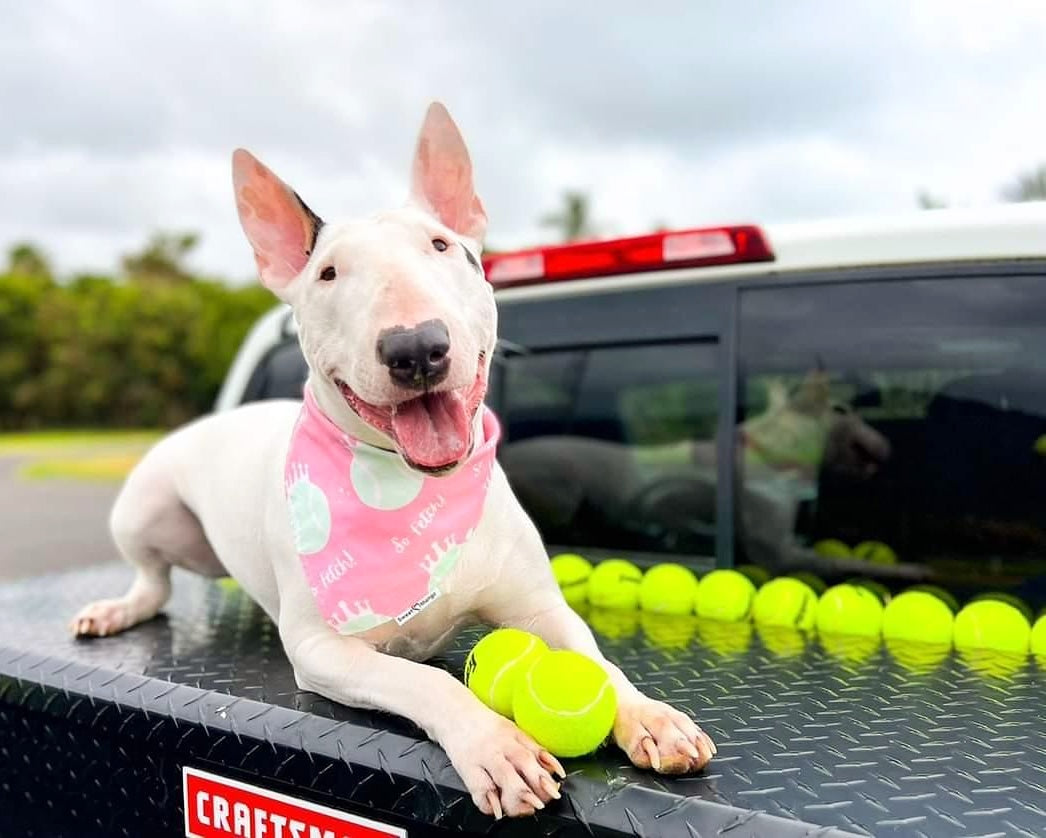 So Fetch! (Pink) Bandana