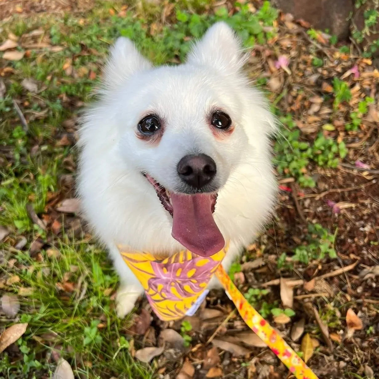 Maya (Pink) Bandana