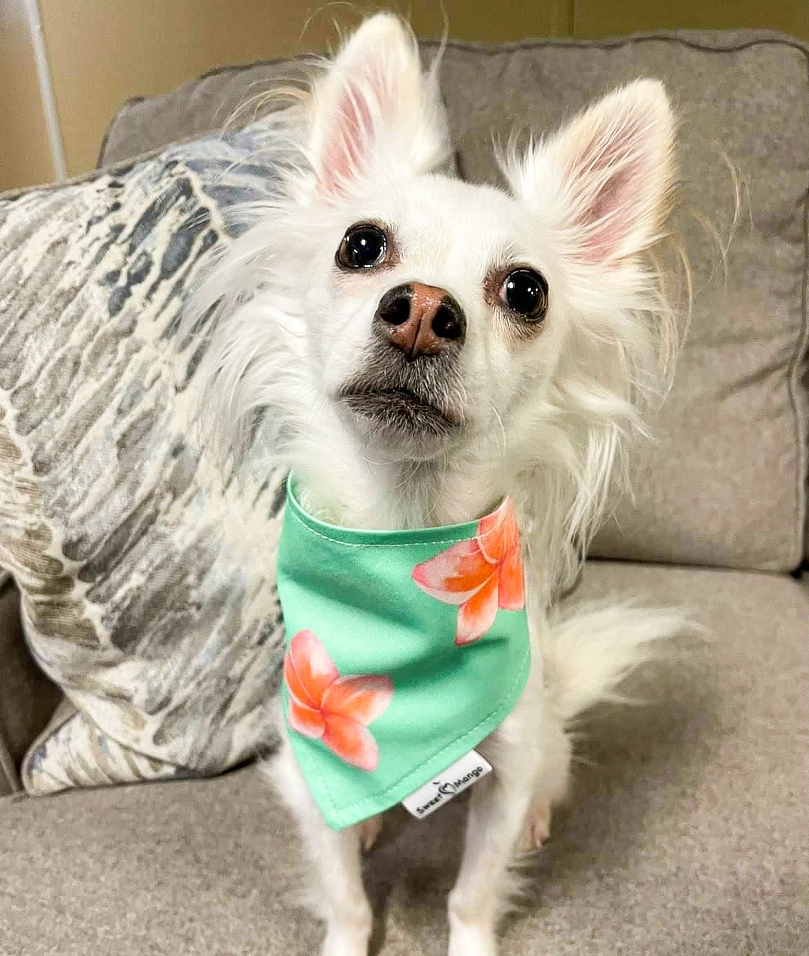 Aria Bandana