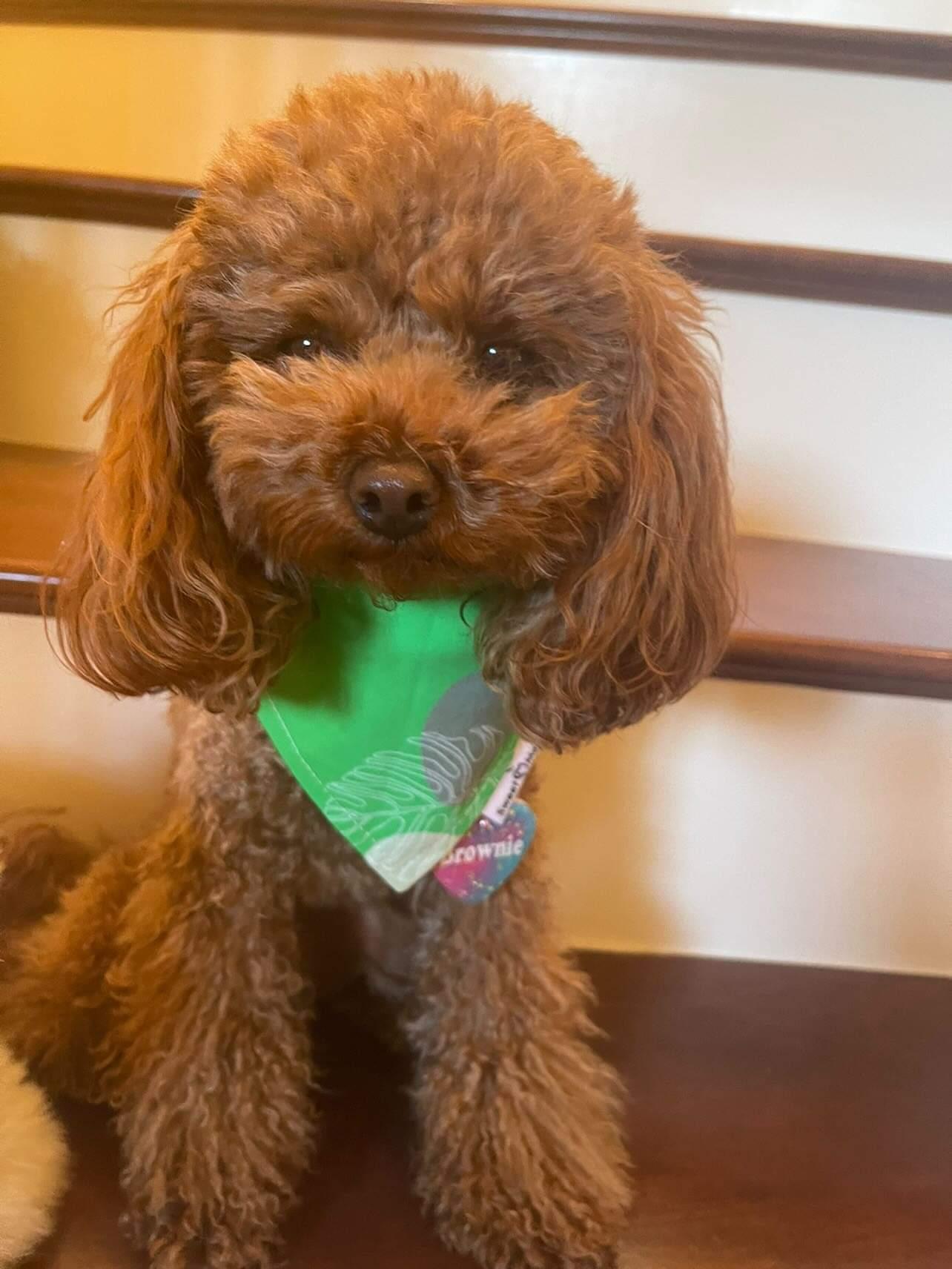 Tiko Bandana
