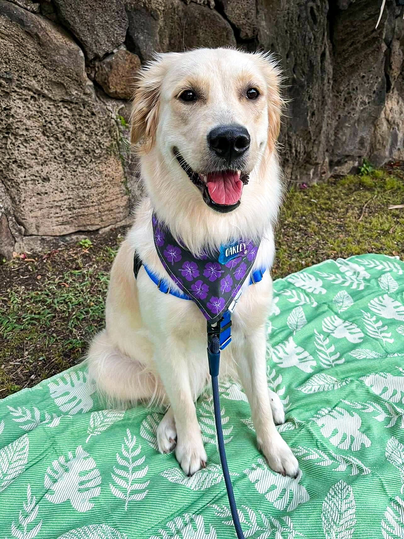 Hibiscus "Oakley" Bandana
