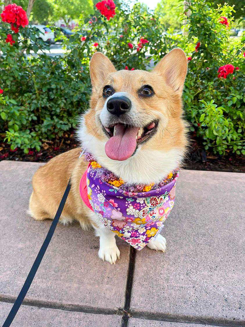 Summer Blossom Bandana