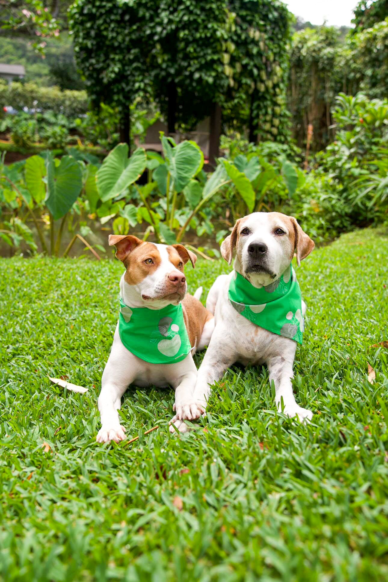 Tiko Bandana