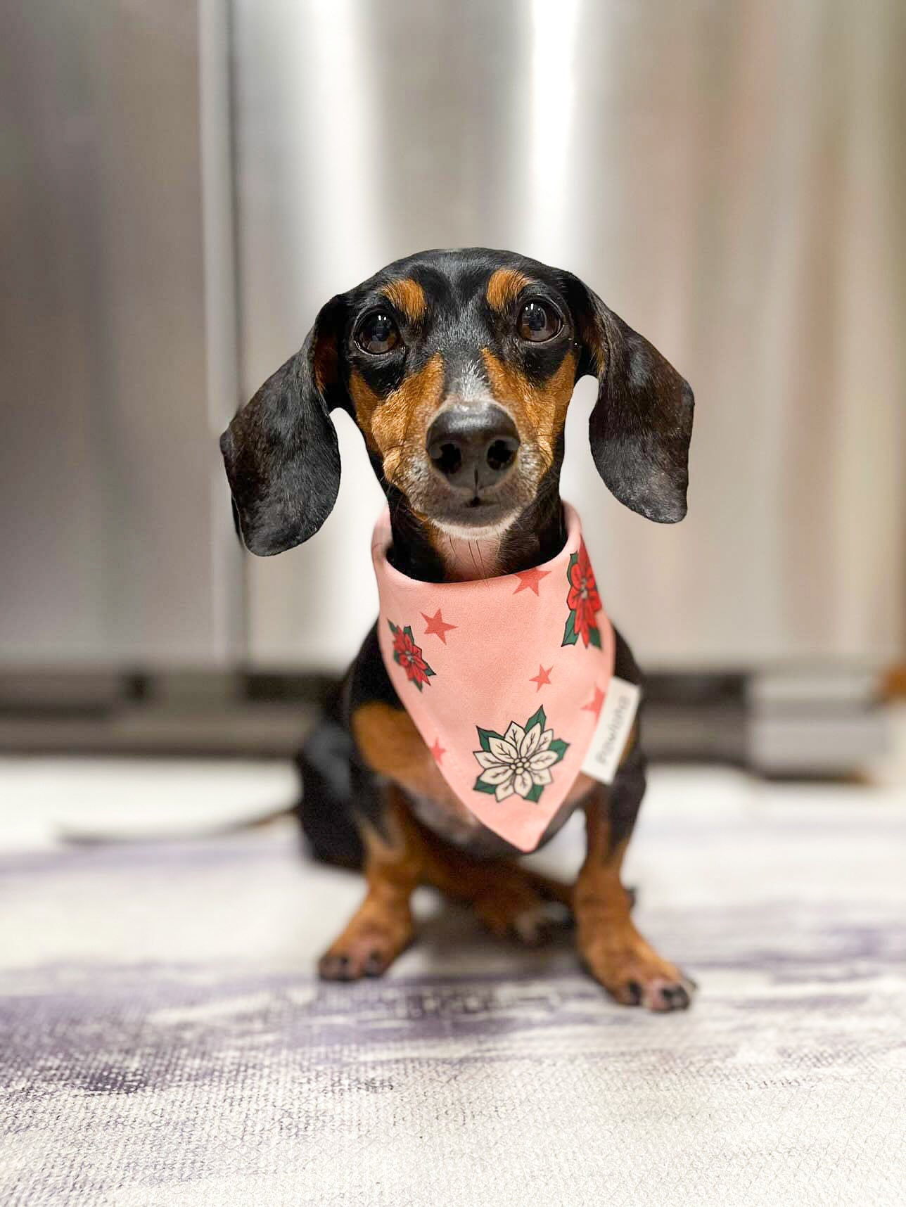 Pawliday Poinsettia Bandana