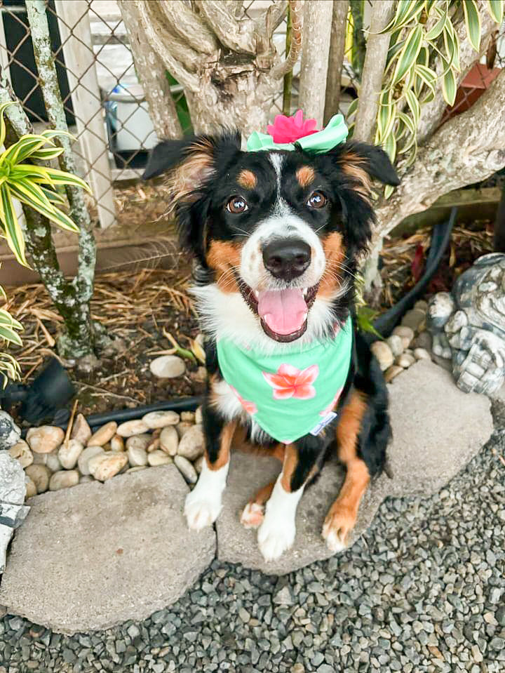 Aria Bandana