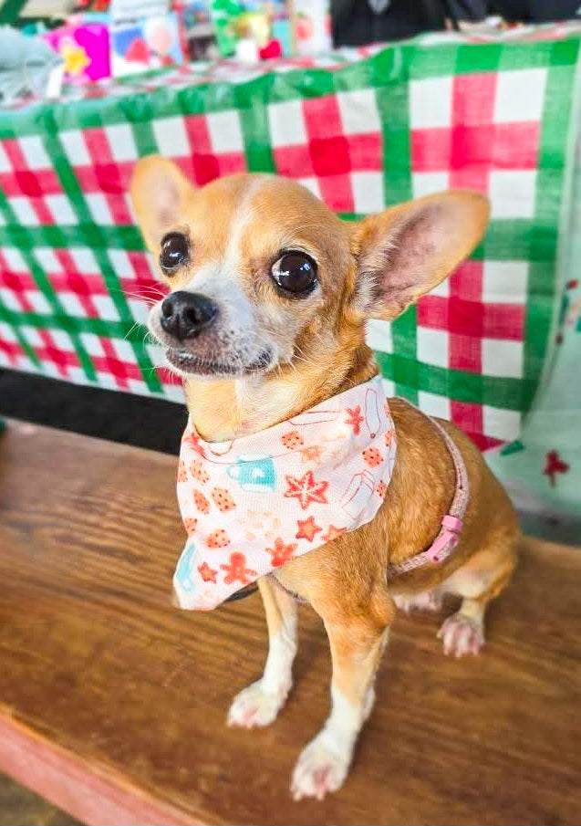 For Santa Bandana
