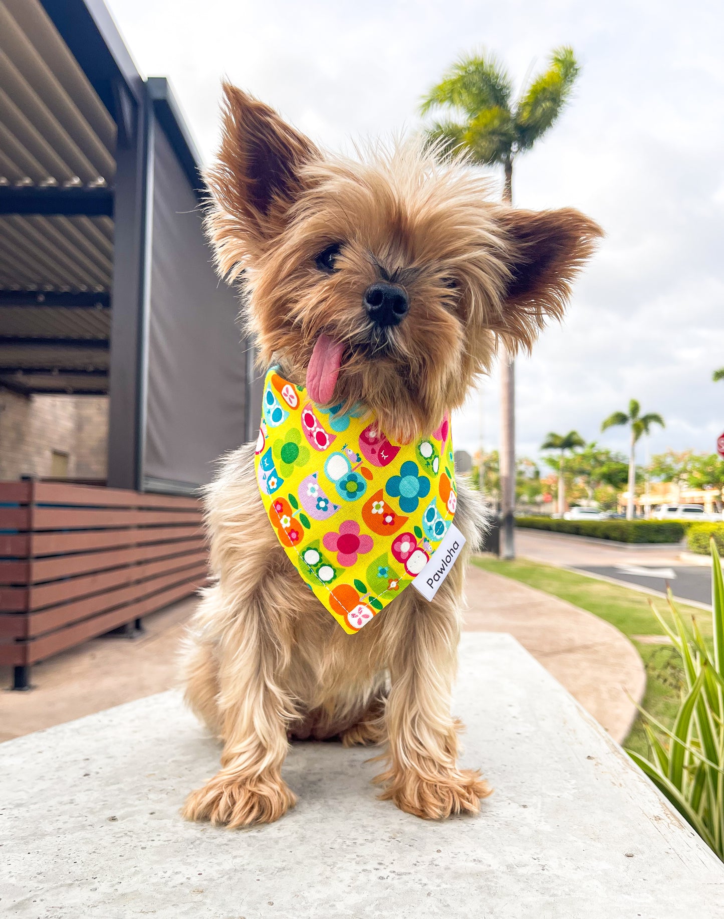 Tropical Meowgic Bandana