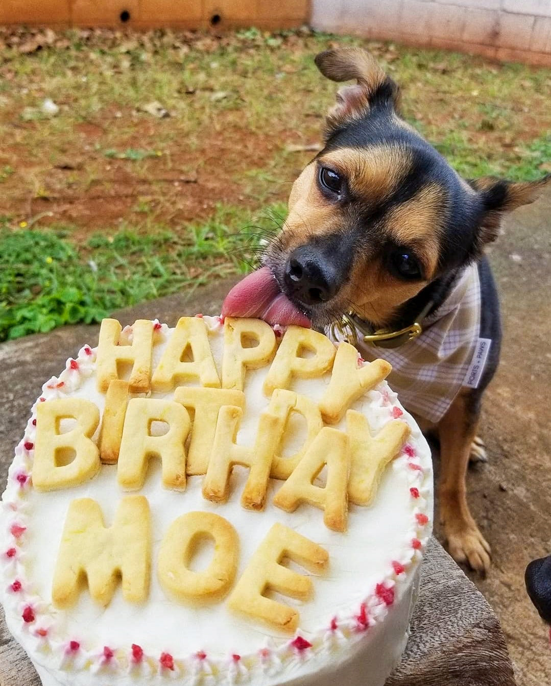5" Special Cake