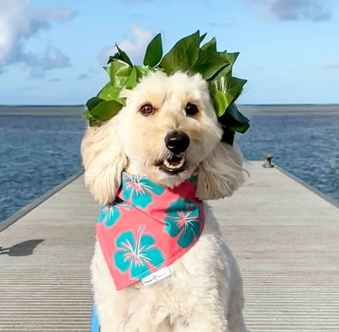 Hibiscus "Noah" Bandana