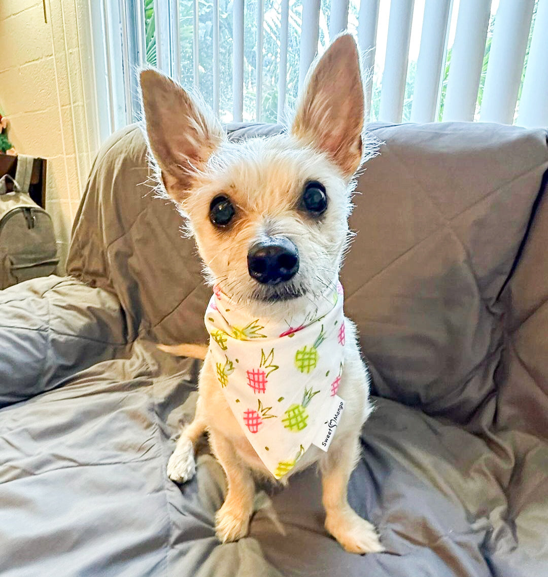 Aloha Pineapple Bandana