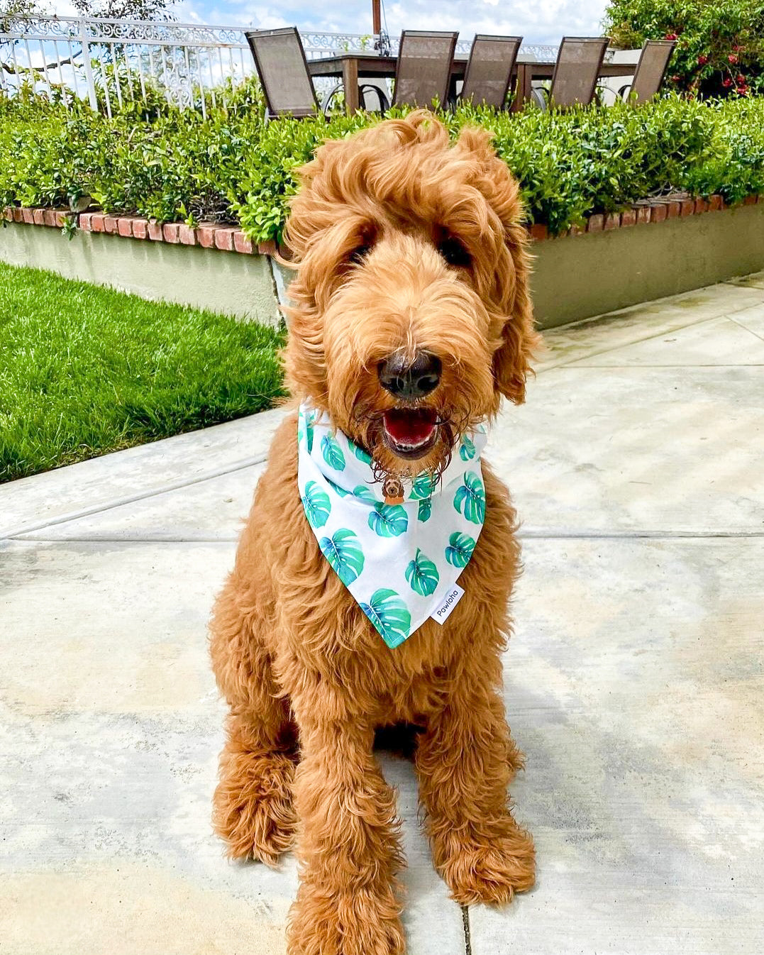 Green Monstera Bandana