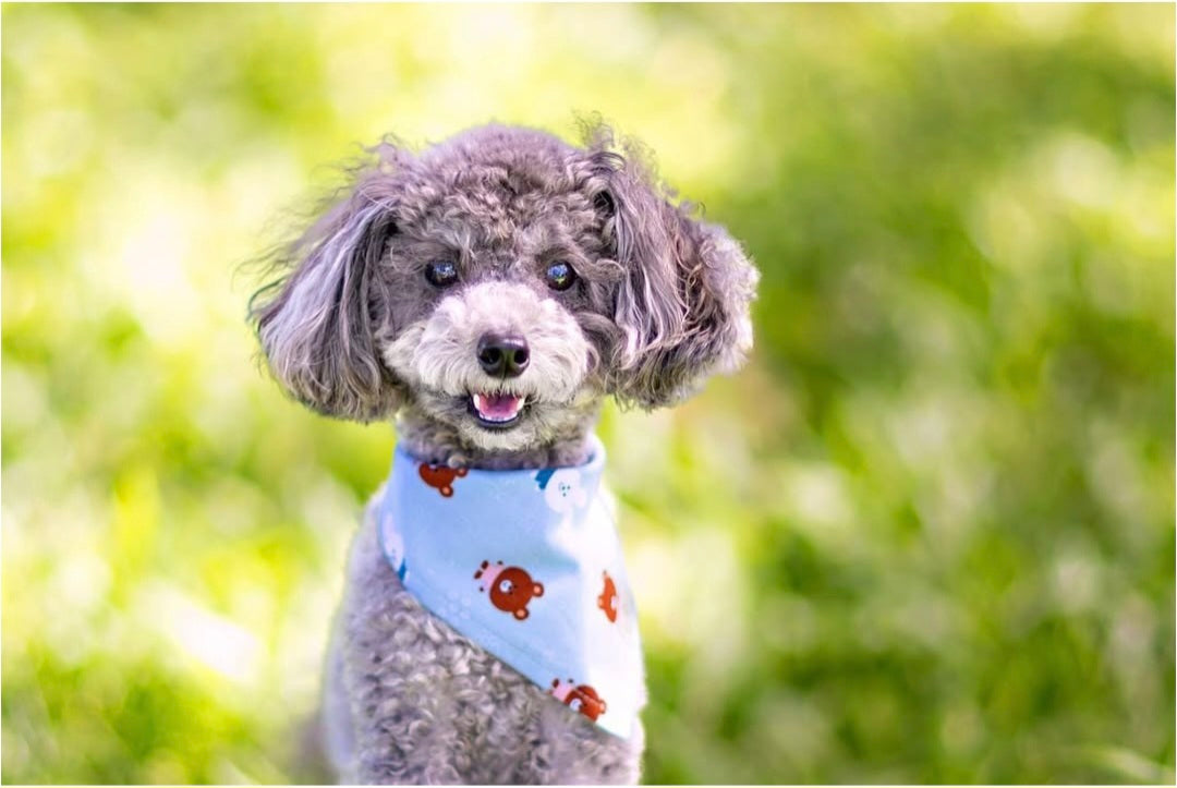 Bears + Bunnies (Blue) Bandana