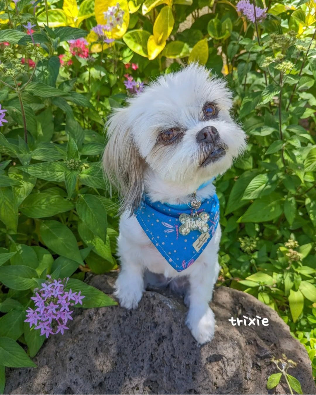 Tonbo Bandana