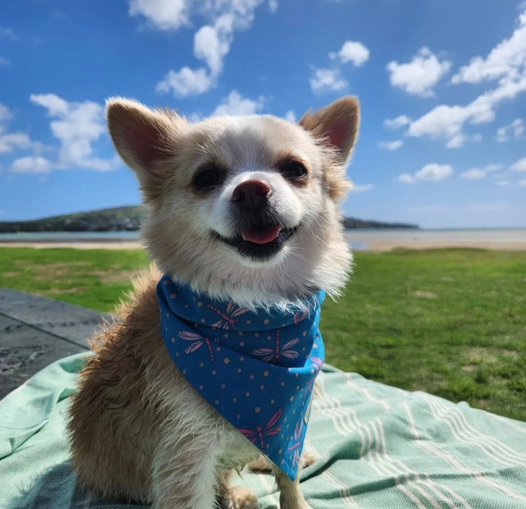Tonbo Bandana