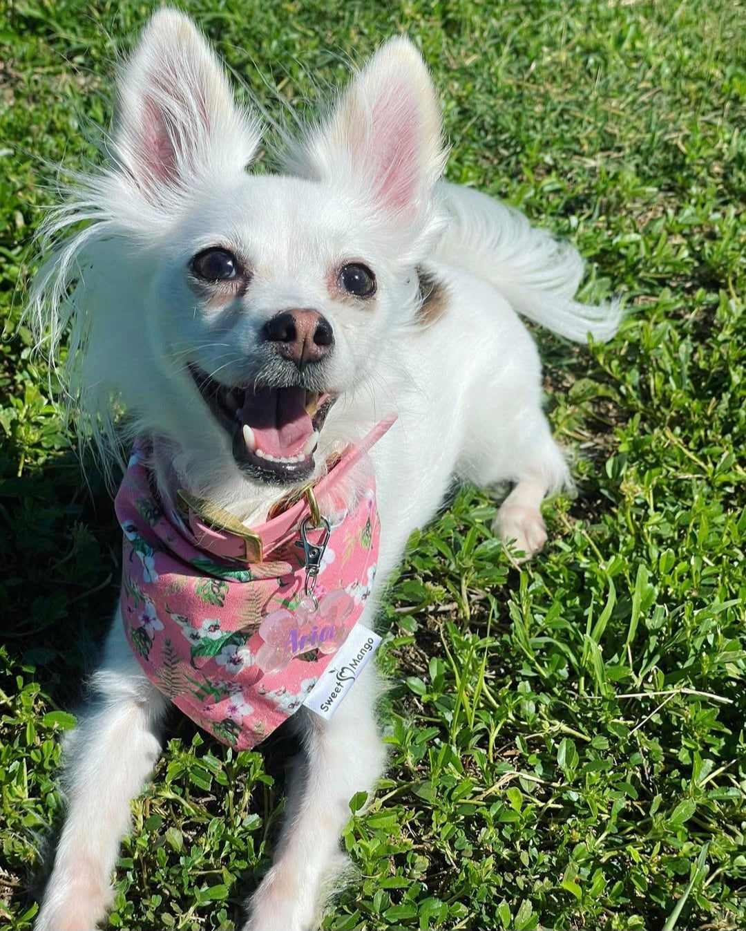 Morning Glory (Pink) "Bubs" Bandana