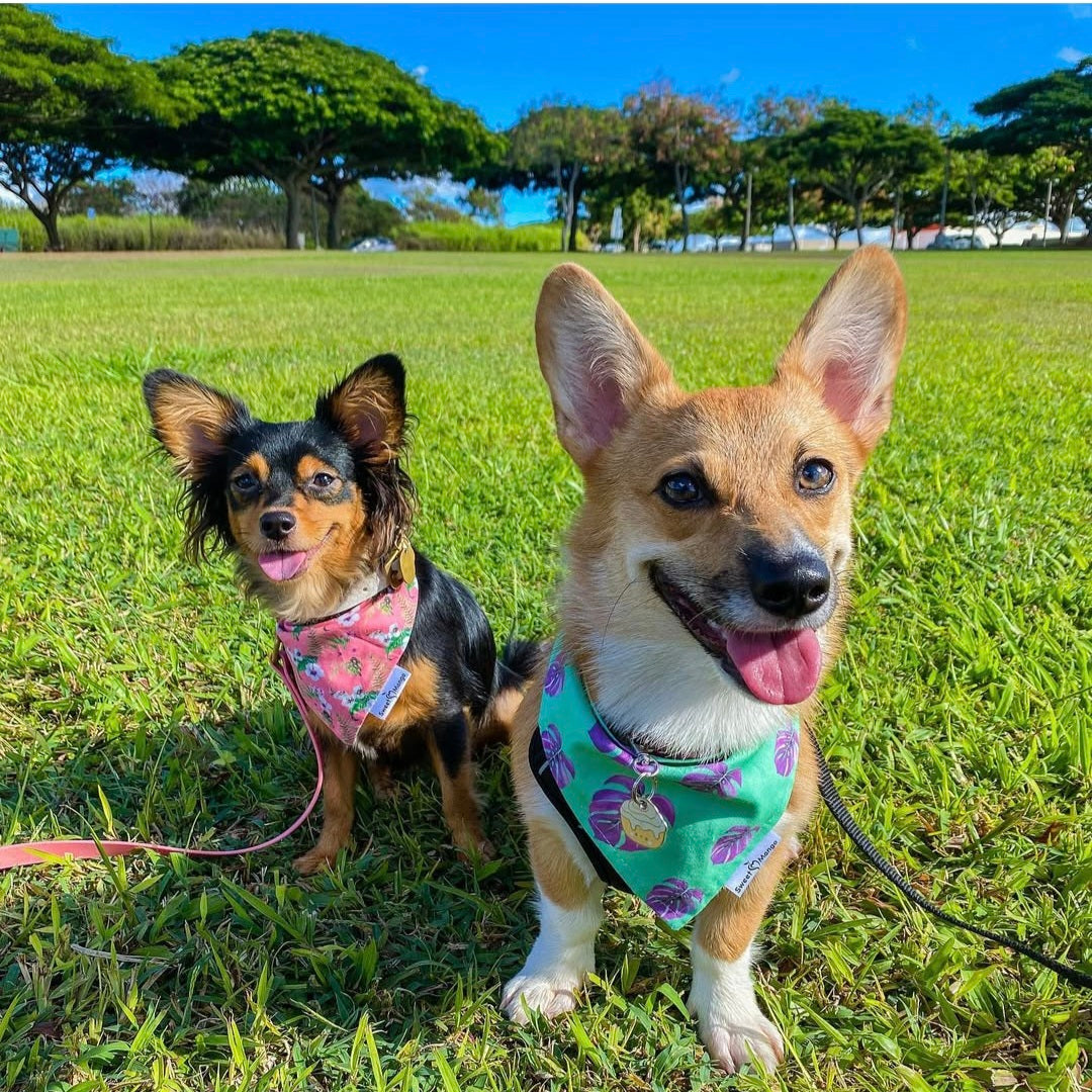 Morning Glory (Pink) "Bubs" Bandana