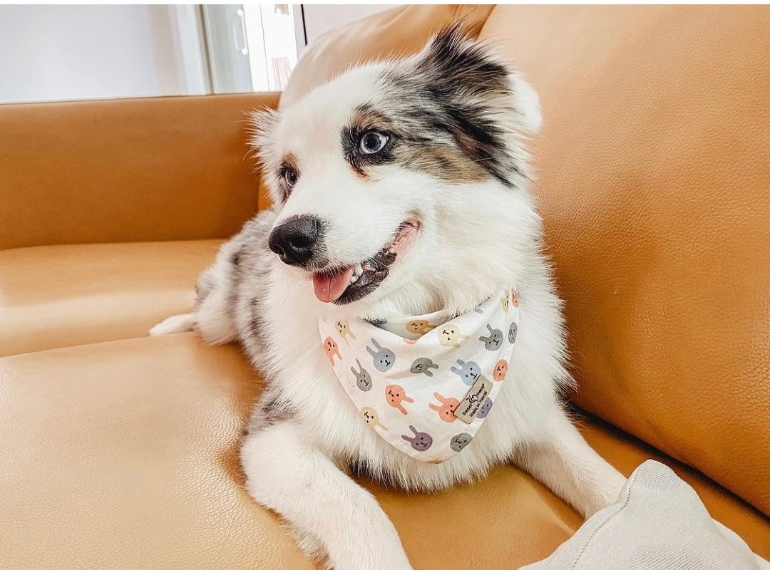 Colorful Bunny Bandana