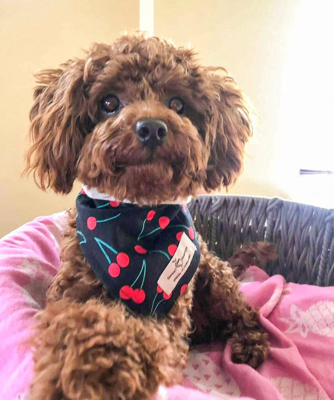 Cherry Bandana