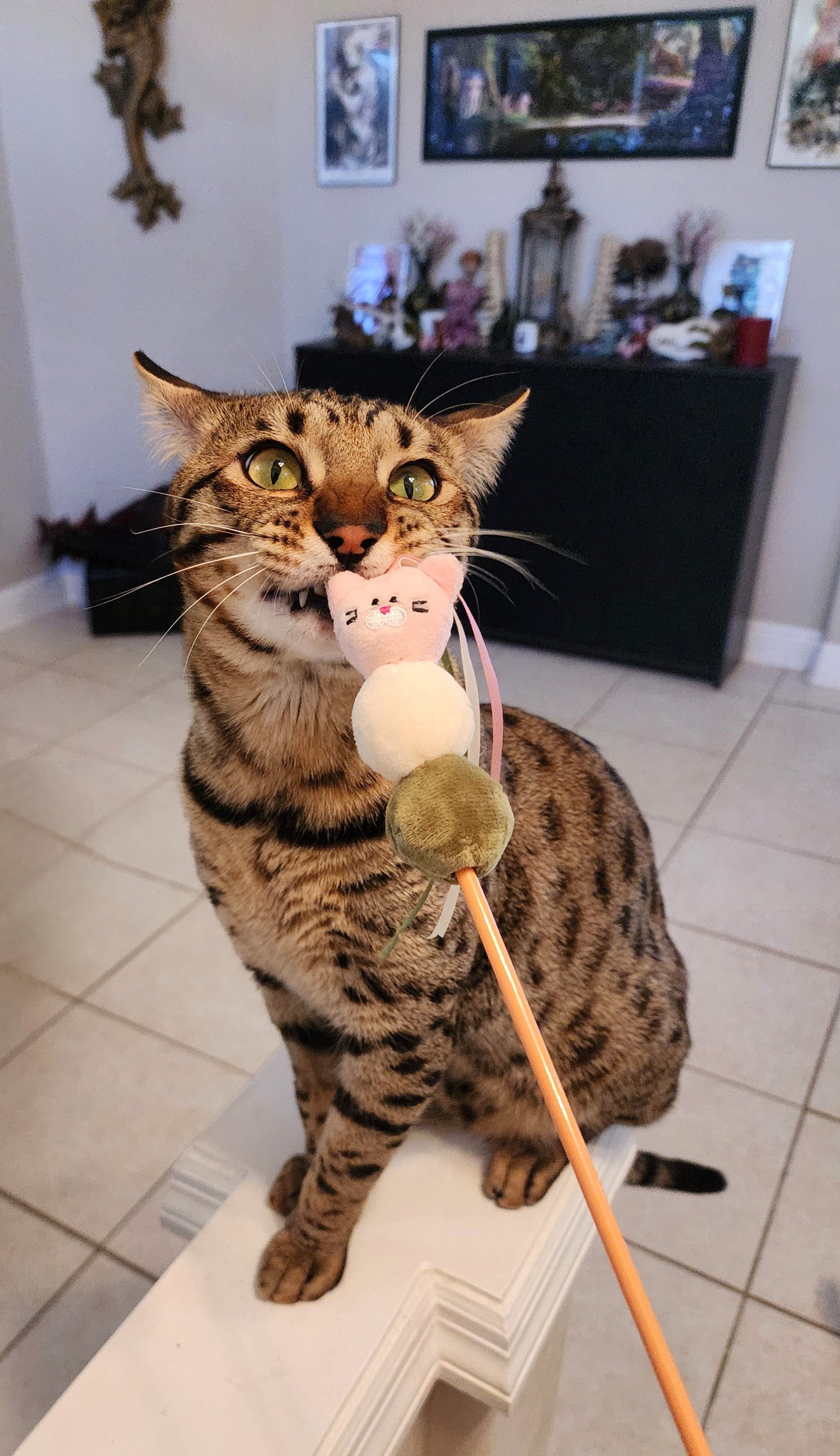 Cat Toy Sticks