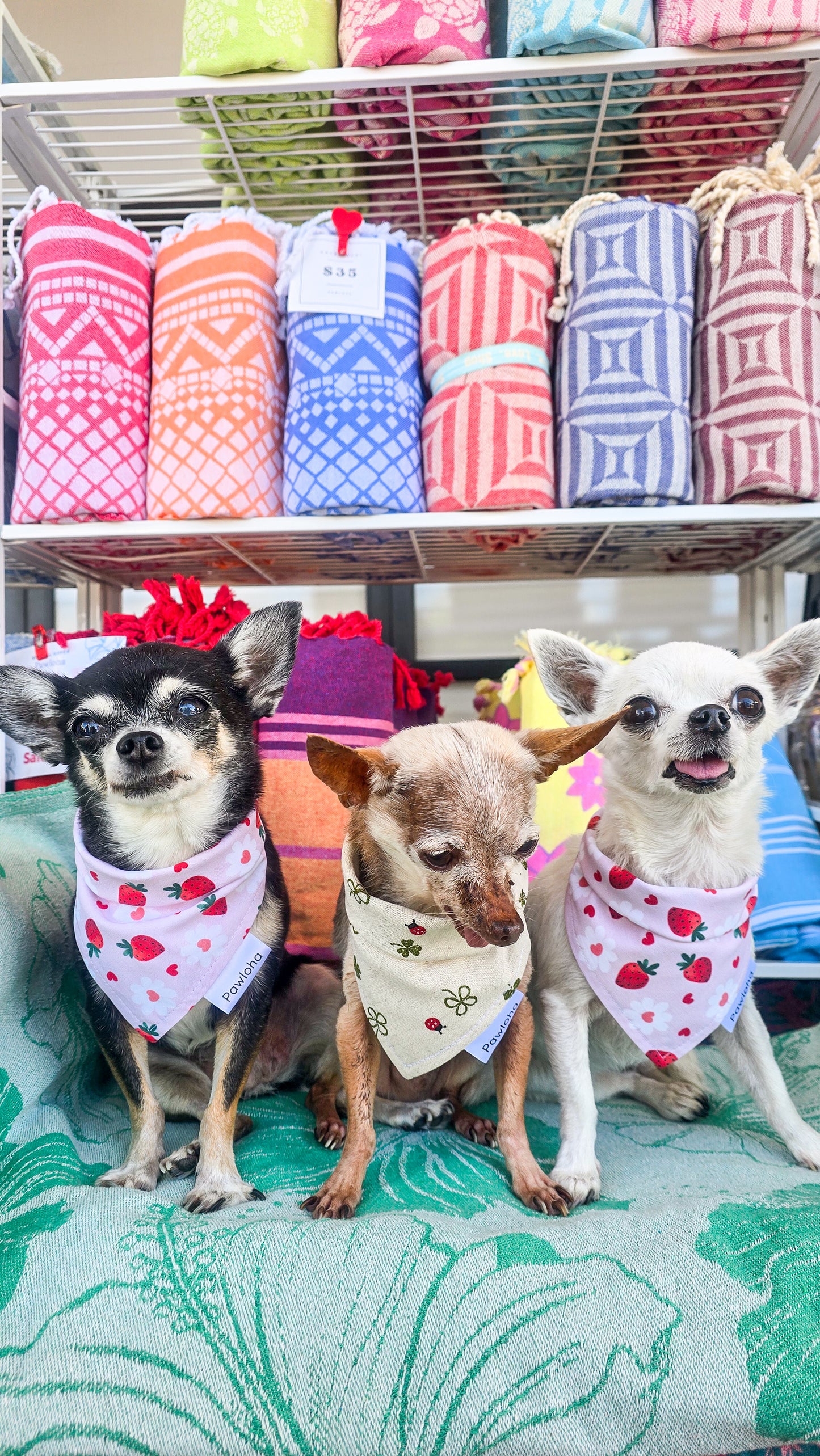 Lucky Ladybug Bandana