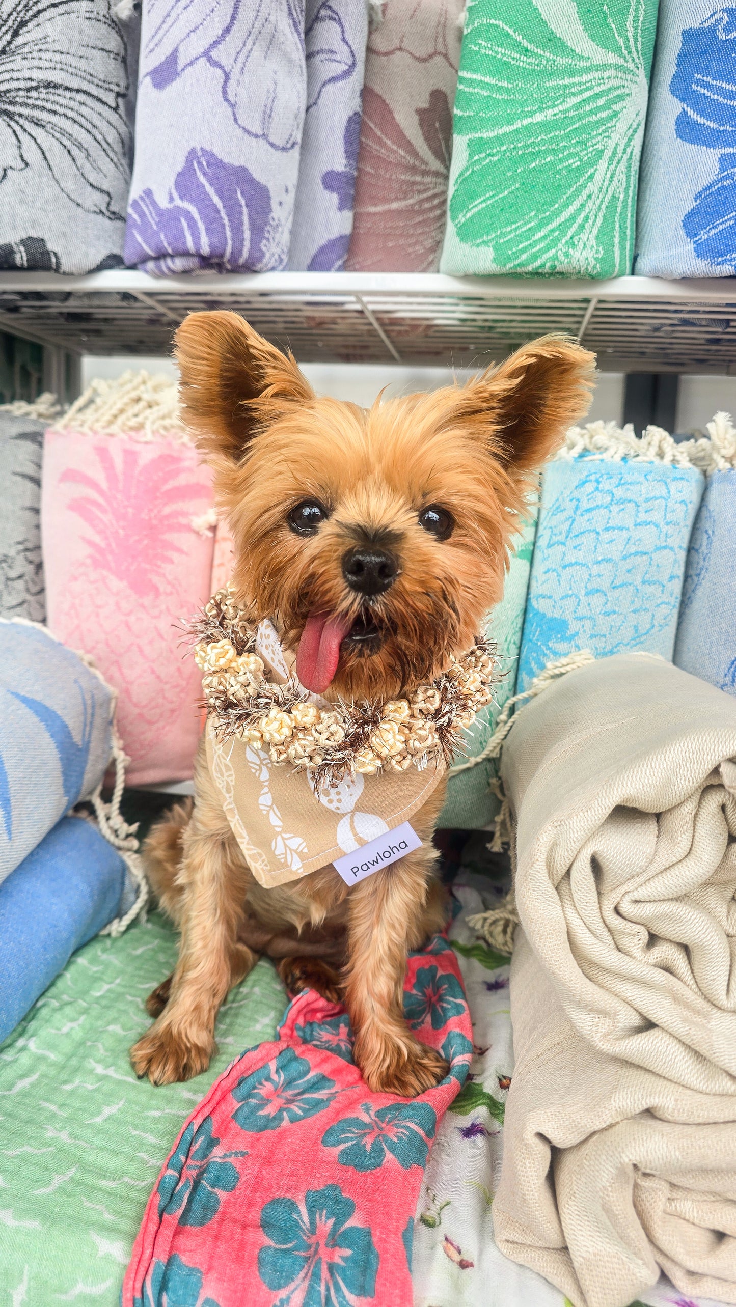 May Day is Lei Day Collection (Moana Shell)