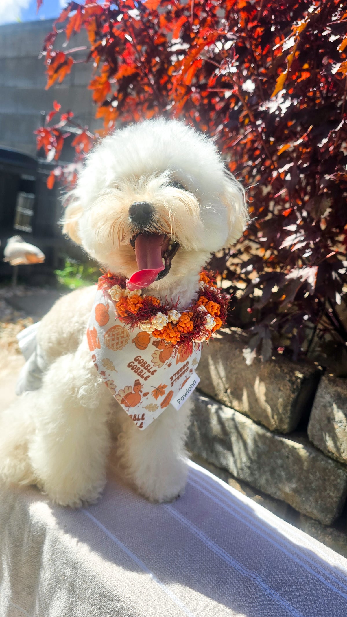Fall Collection (Little Gobbler)