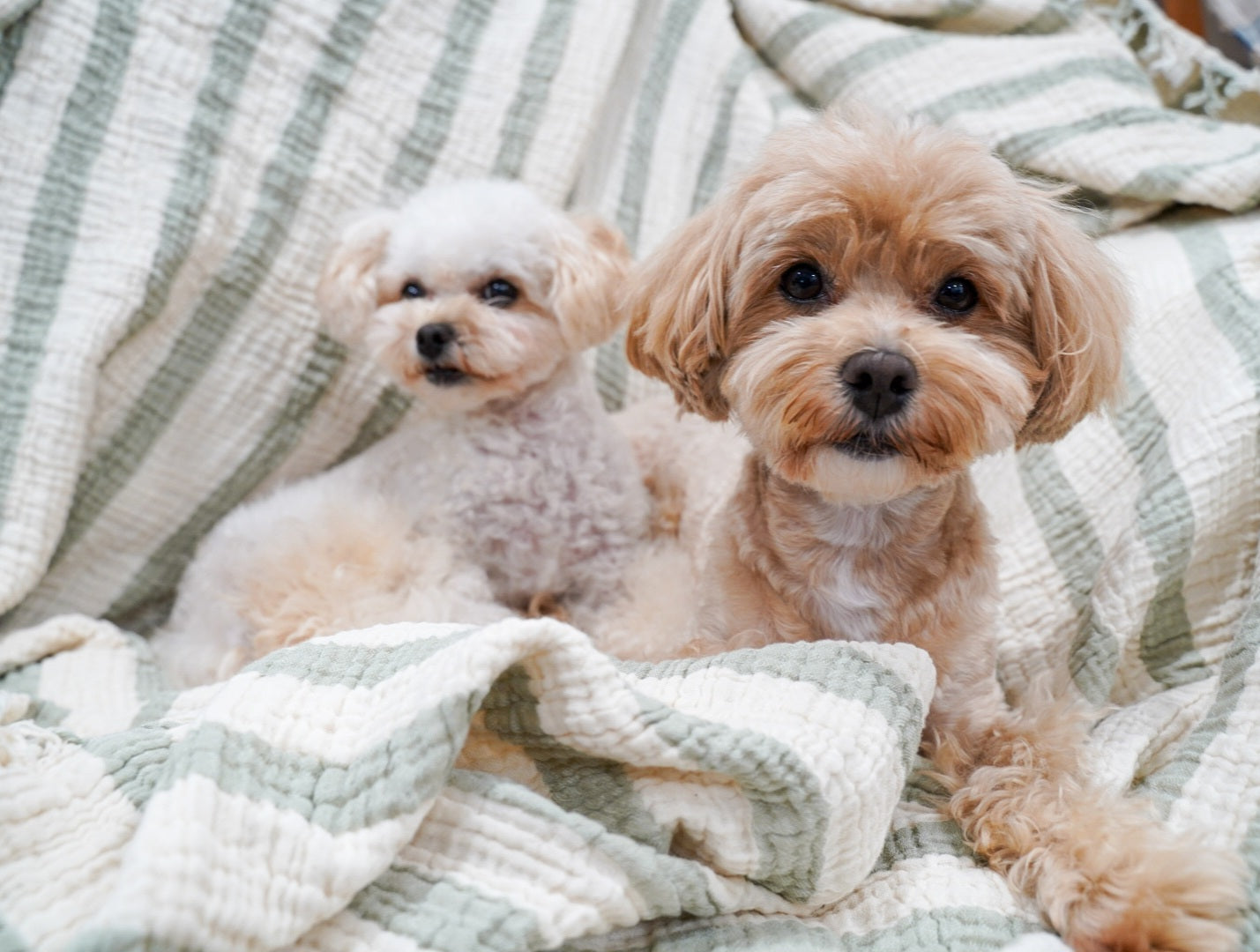 Muslin Throw Blanket (Olive Green)