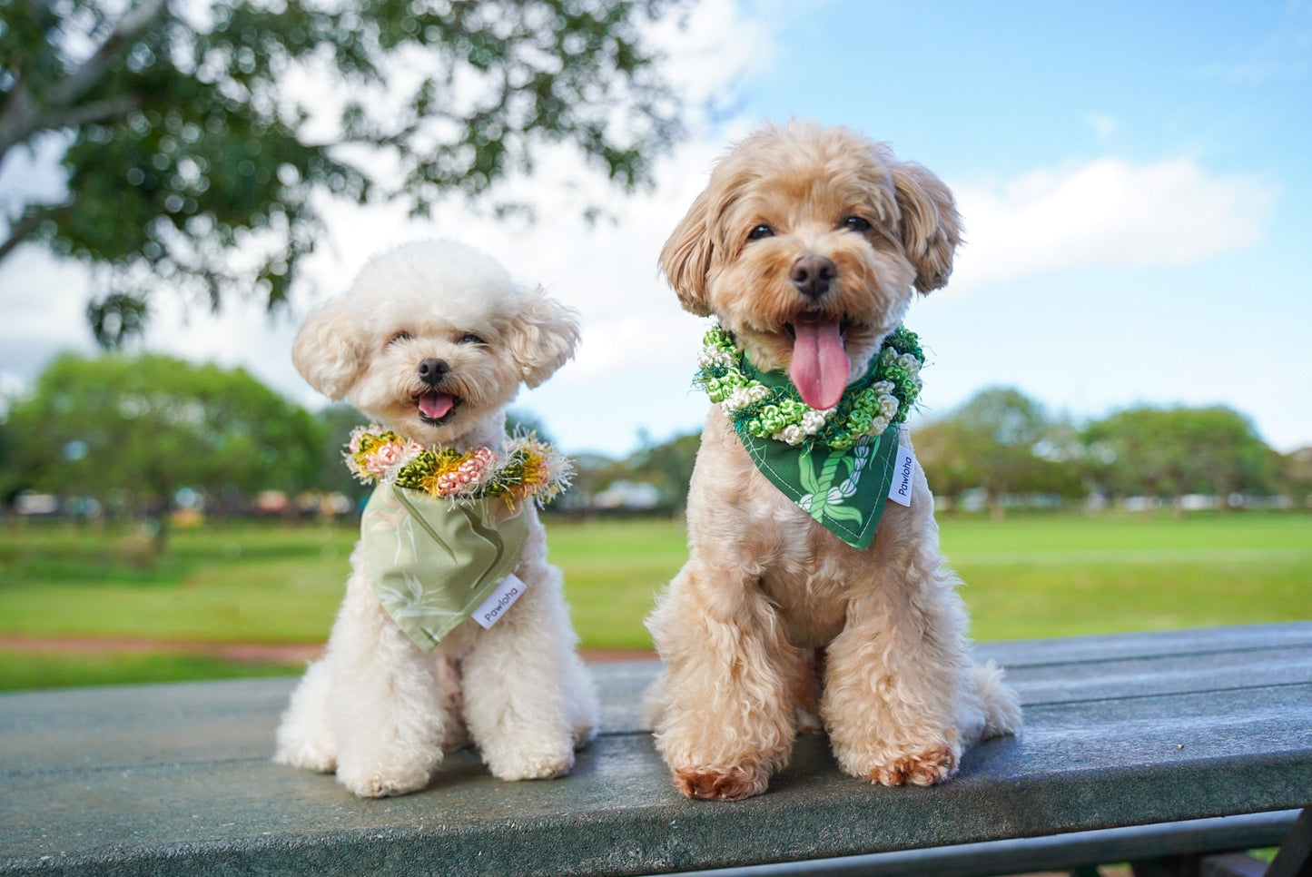 May Day is Lei Day Collection (Pīkake Lāʻī)