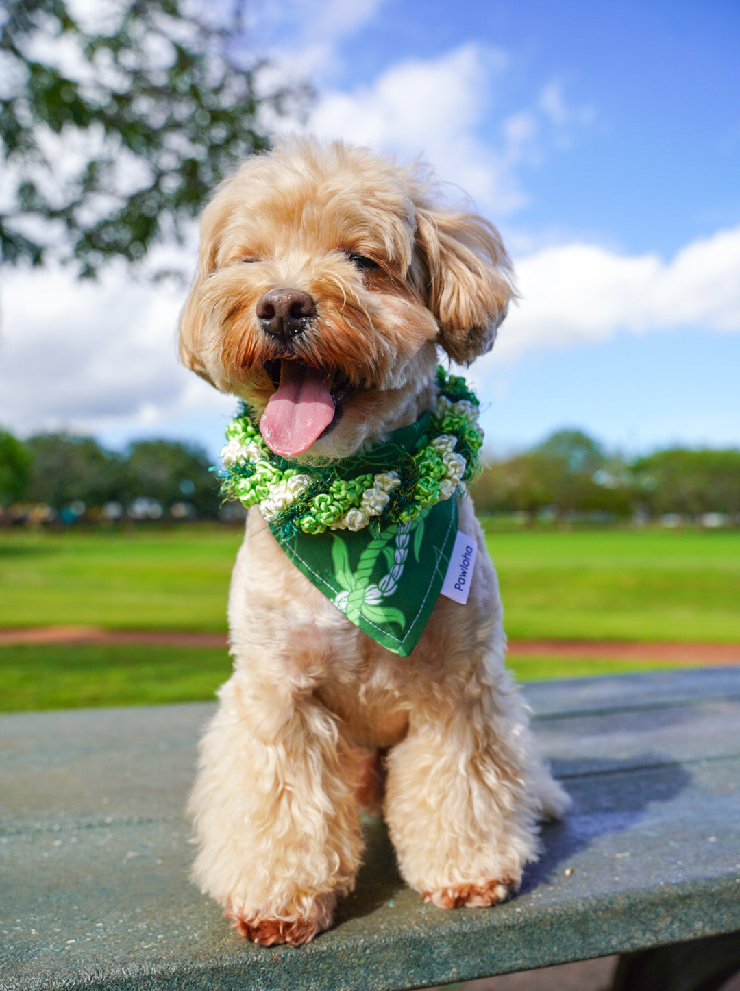 May Day is Lei Day Collection (Pīkake Lāʻī)