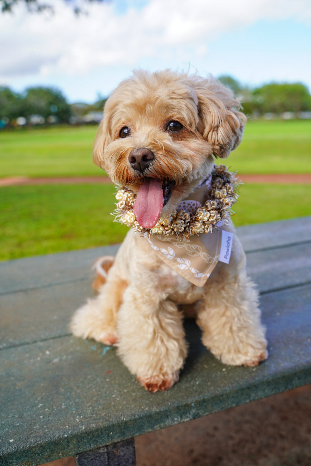 May Day is Lei Day Collection (Moana Shell)