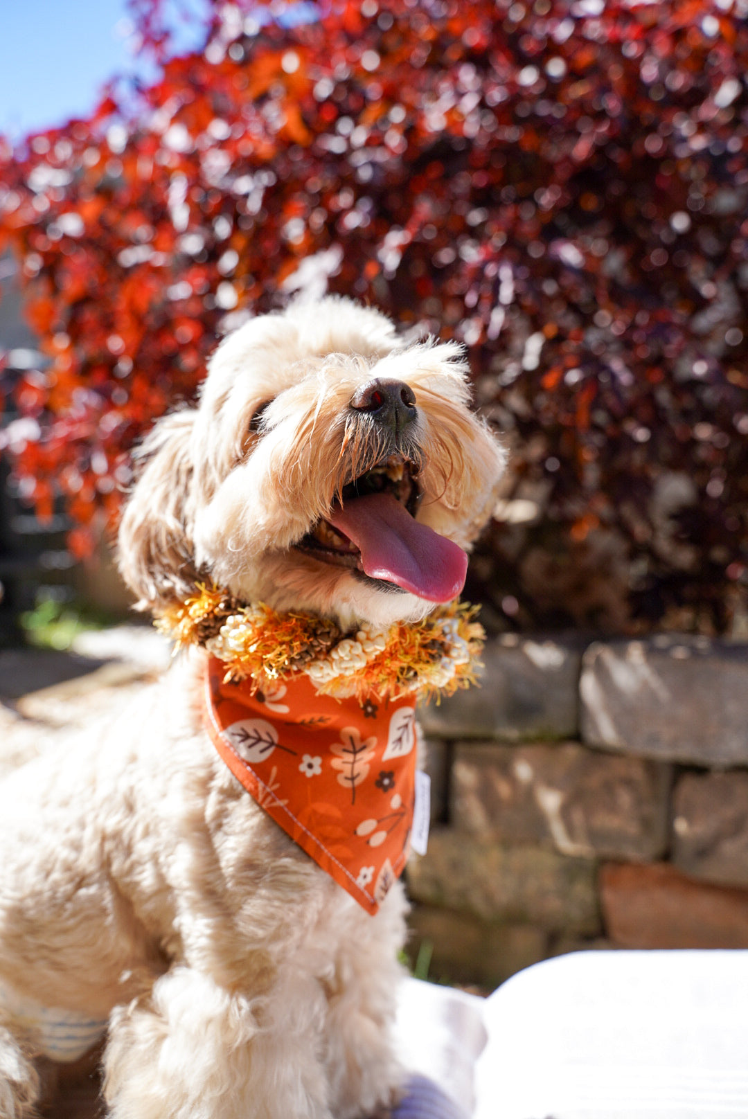 Fall Collection (Furtastic Fall)