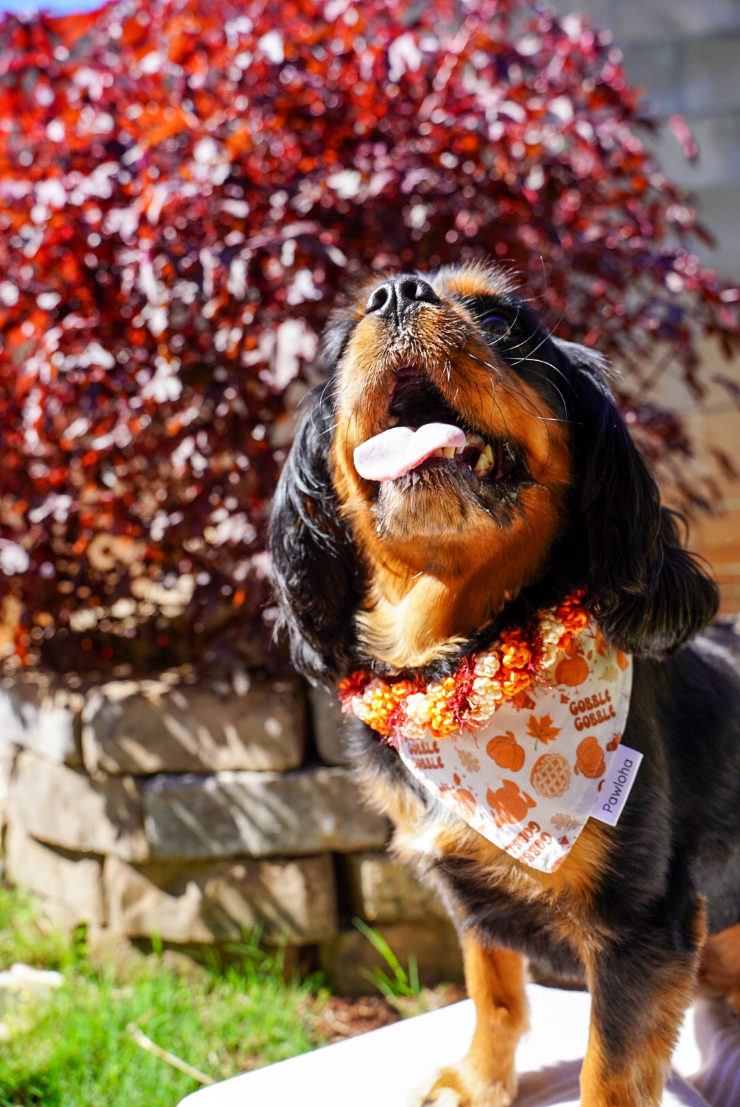 Fall Collection (Little Gobbler)