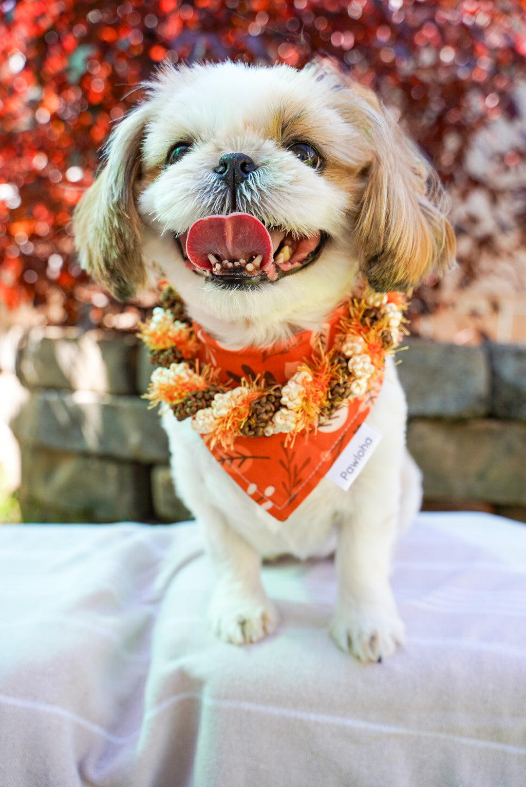 Fall Collection (Furtastic Fall)